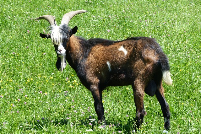 比利山羊 山羊 牧场 - 上的免费照片