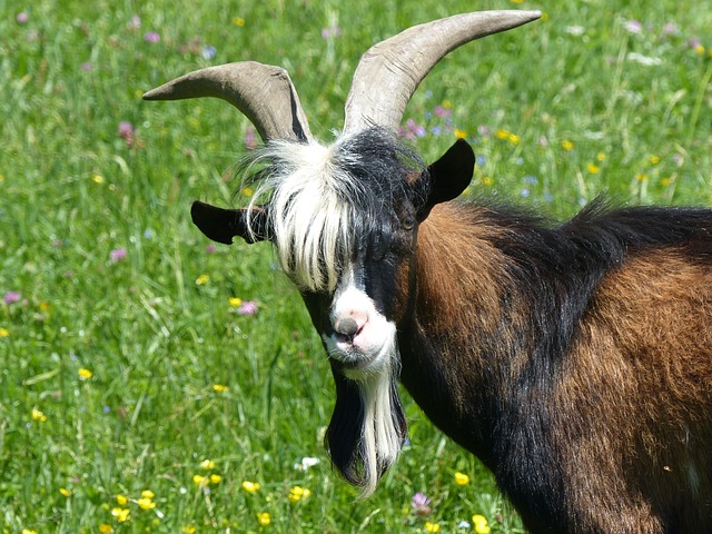 比利山羊 山羊 牧场 - 上的免费照片