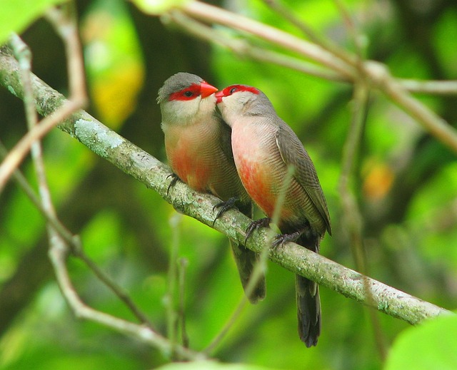 鸟 吻 自然 - 上的免费照片