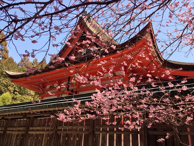樱桃树 春天 日本的春天 - 上的免费照片