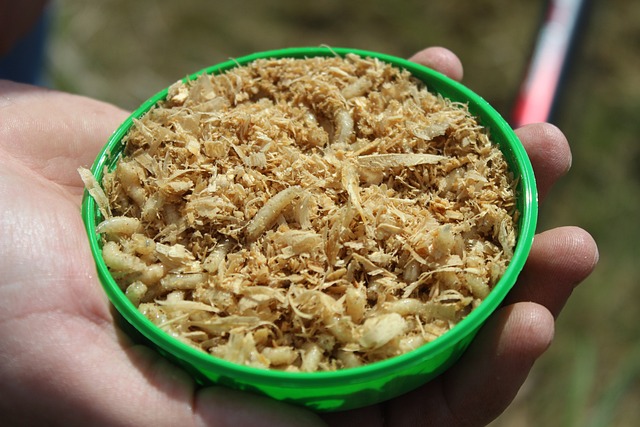 蠕虫 钓鱼 白色蠕虫 - 上的免费照片