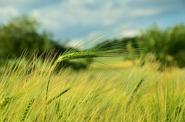 粮食 大麦 长钉 - 上的免费照片