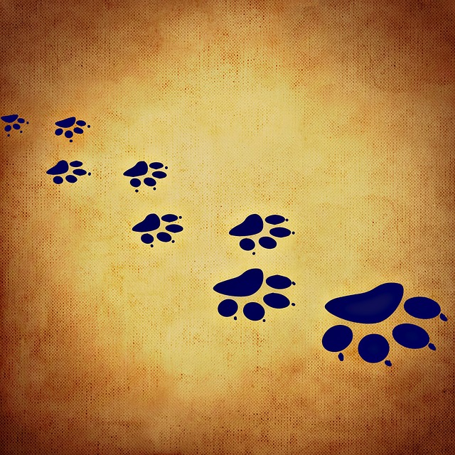 背景图片 猫爪 猫 - 上的免费图片
