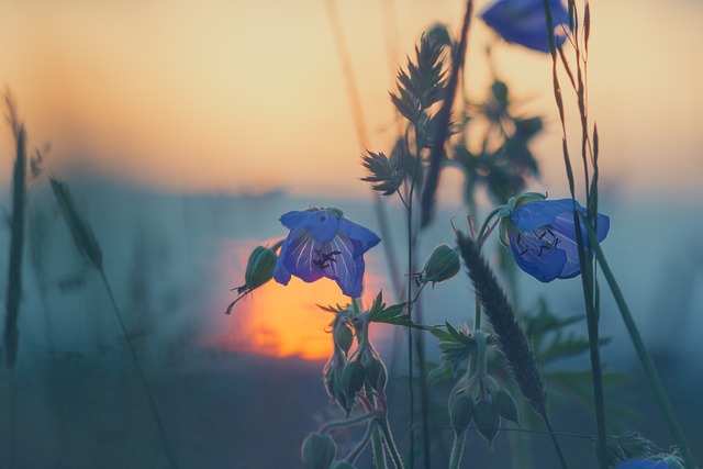 草地 日落 自然 - 上的免费照片