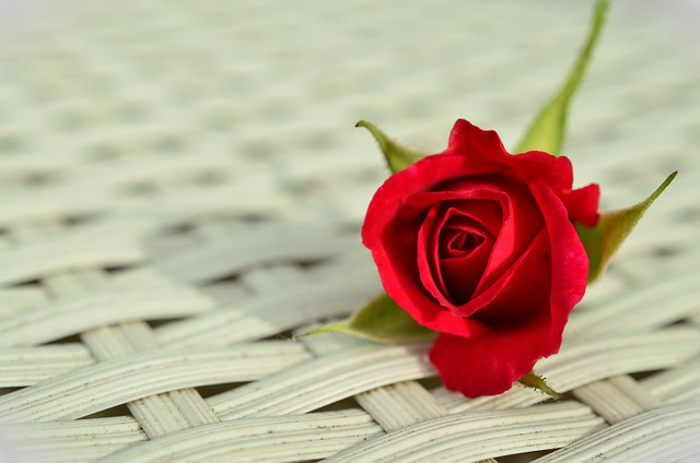 玫瑰 红玫瑰 浪漫的 - 上的免费照片