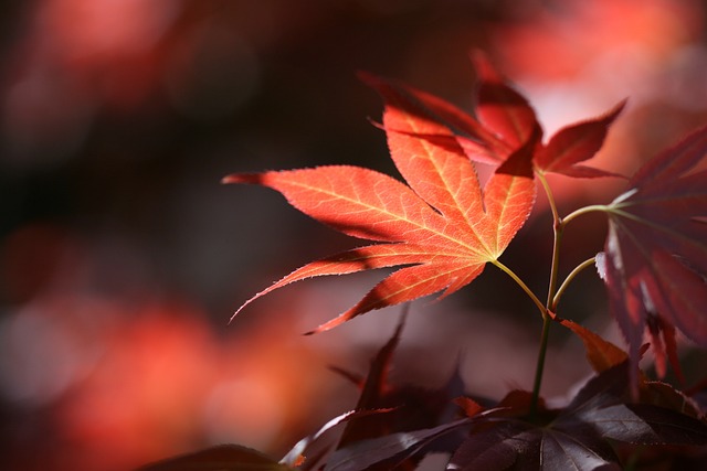 落下 树叶 森林 - 上的免费照片