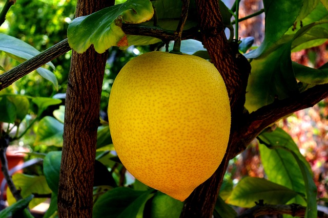 柠檬 柑橘类水果 Limone - 上的免费照片