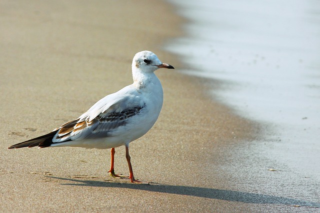 鸥 波罗的海 鸟 - 上的免费照片