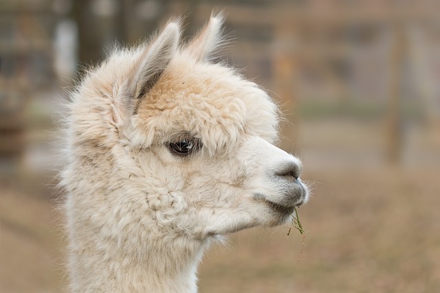 羊驼 帕科 哺乳动物 - 上的免费照片