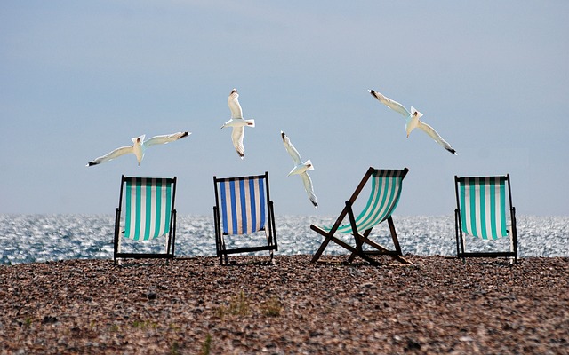 海滩 海鸥 家长里短 - 上的免费照片