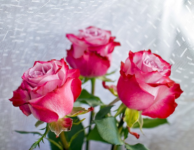 玫瑰 花朵 红色的 - 上的免费照片