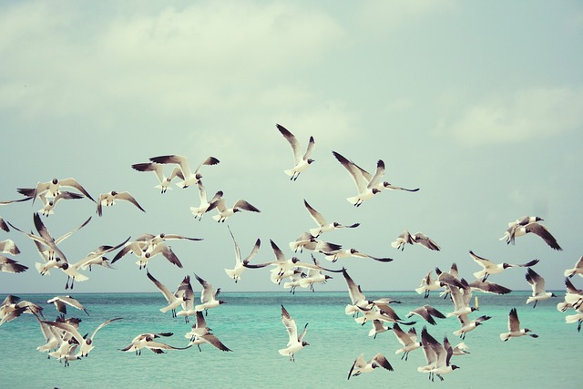 海鸥 航班 群 - 上的免费照片