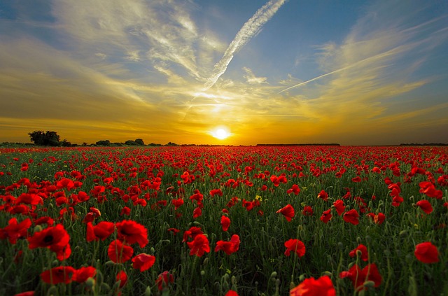 日落 罂粟花 原野 - 上的免费照片
