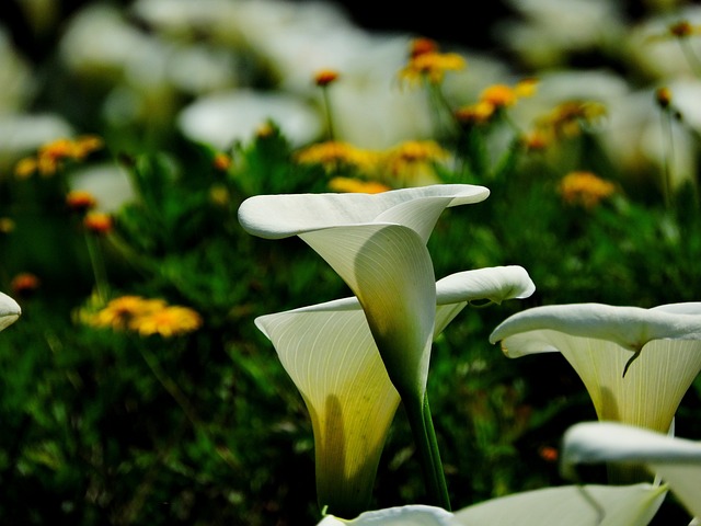 卡拉斯 花 公园 - 上的免费照片