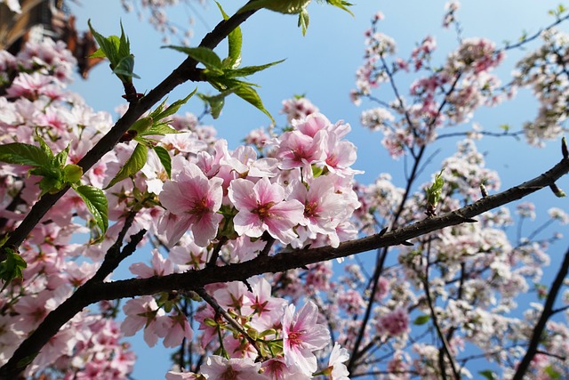 Sakura 櫻 花 - 上的免费照片