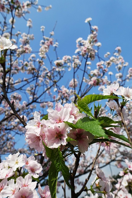 Sakura 櫻 花 - 上的免费照片