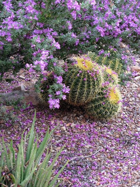 紫鼠尾草 德州游侠 白叶藻 - 上的免费照片