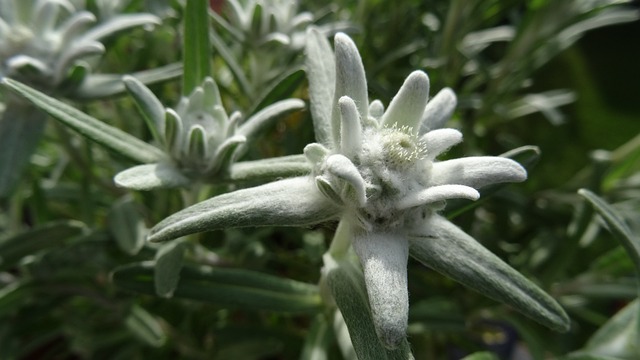 雪绒花 火绒 Microdochium 阿尔高 - 上的免费照片