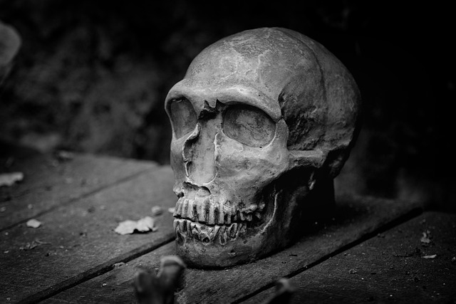 颅骨 死亡 黑和白 - 上的免费照片
