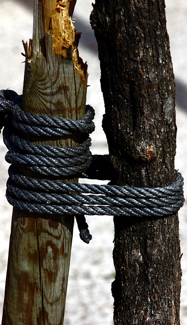 树 树干 木头 - 上的免费照片