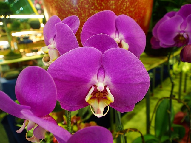 蝴蝶蘭 紫色 大花 - 上的免费照片