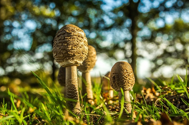 蘑菇 林 - 上的免费照片