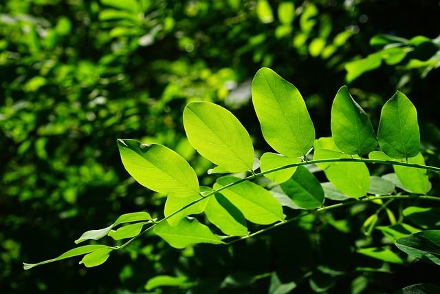 树叶 绿色 普通刺槐 - 上的免费照片