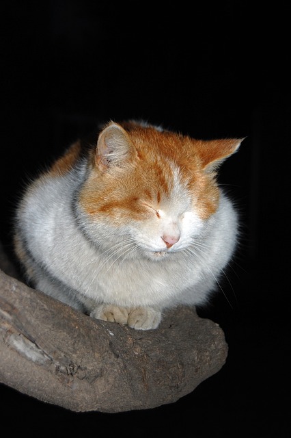 猫 肥猫 睡觉的猫 - 上的免费照片
