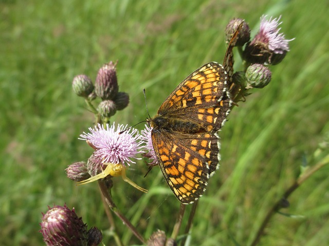 食品链 蜘蛛 植物 - 上的免费照片
