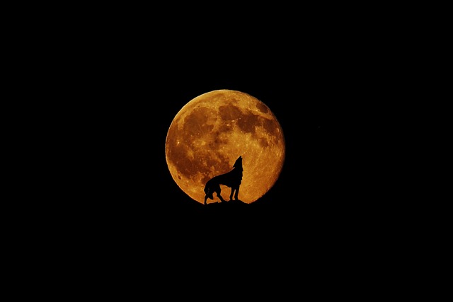 月亮 狼 满月 - 上的免费照片