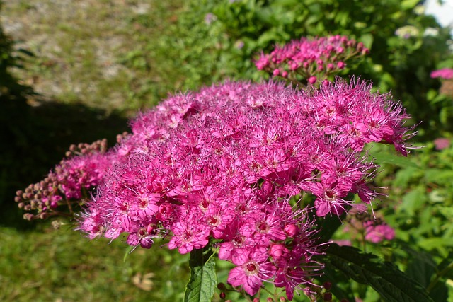 麻雀 绣线菊 开花 - 上的免费照片