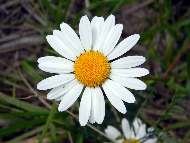 黛西 夏天 花卉 - 上的免费照片