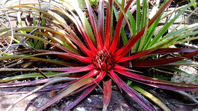 凤梨 珍稀植物 巴西植物 - 上的免费照片