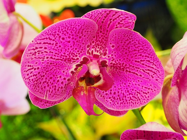 蝴蝶蘭 蘭花 紫色 - 上的免费照片
