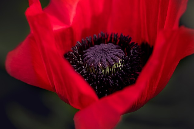 罂粟 红罂粟 花 - 上的免费照片