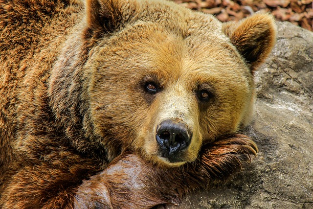 熊 大灰熊 棕色的熊 - 上的免费照片