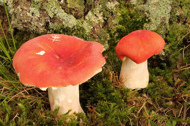 蘑菇 菌 毒菌 - 上的免费照片