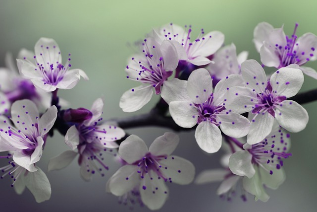 紫色的花朵 开花 盛开 - 上的免费照片