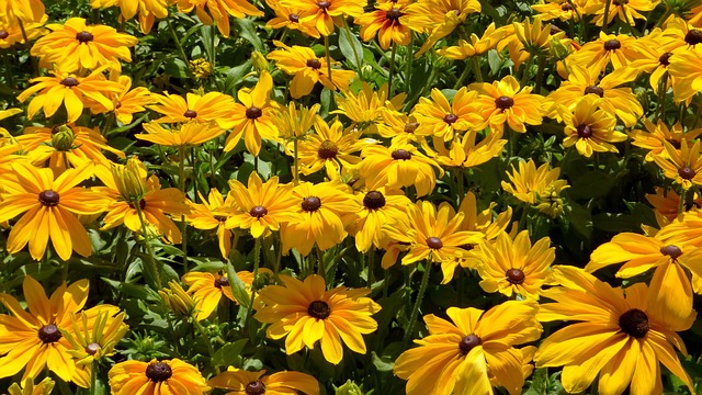 黄色花 观赏植物 花园花 - 上的免费照片