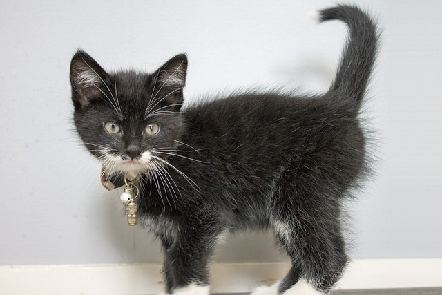 小猫 甜的 猫咪 - 上的免费照片