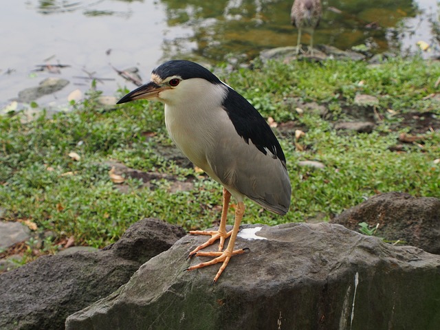 夜鹭 鸟 动物 - 上的免费照片