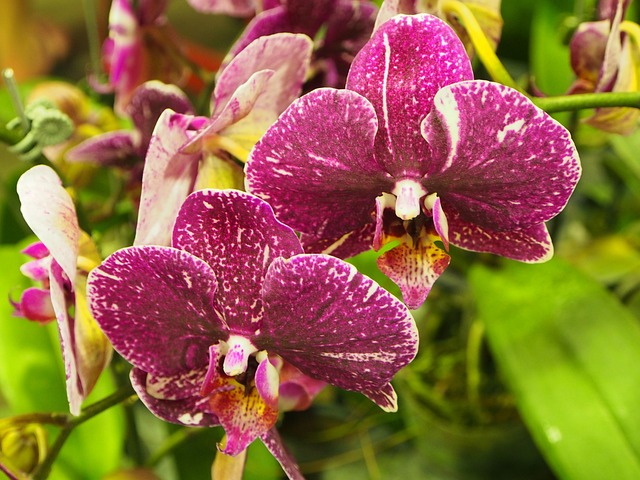蘭花 蝴蝶蘭 紫色 - 上的免费照片