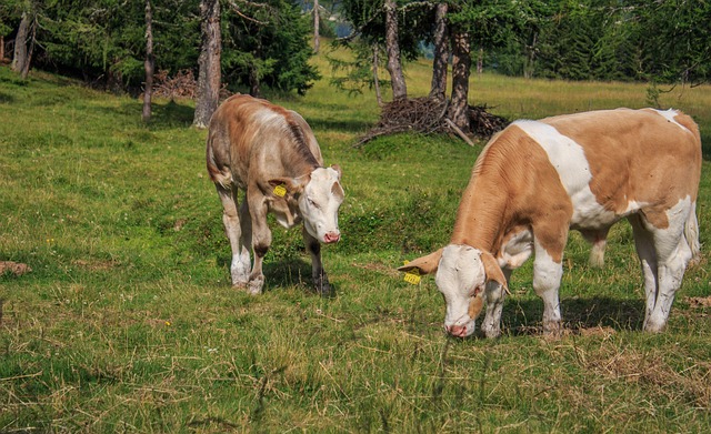 小牛 牛 牛肉 - 上的免费照片