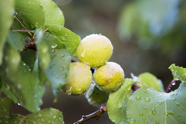 果實 水果 桃子 - 上的免费照片