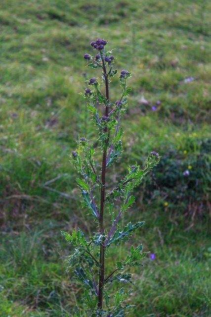 植物 绿色 阿尔姆 - 上的免费照片