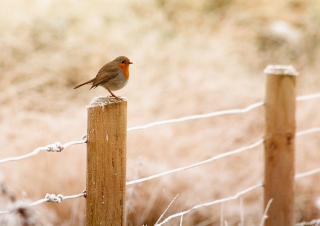冬天 知更鸟 鸟 - 上的免费照片