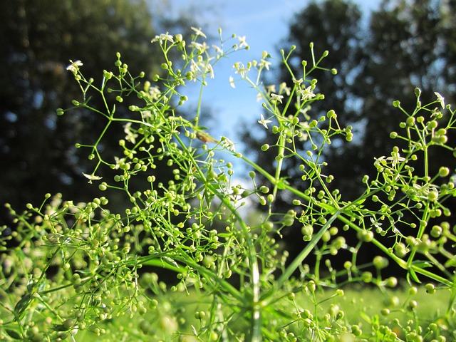 Galium Mollugo 树篱床单 假婴儿呼吸 - 上的免费照片