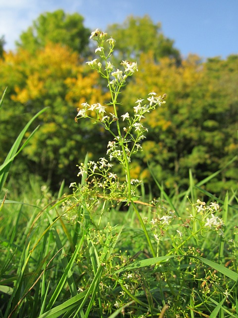 Galium Mollugo 树篱床单 假婴儿呼吸 - 上的免费照片