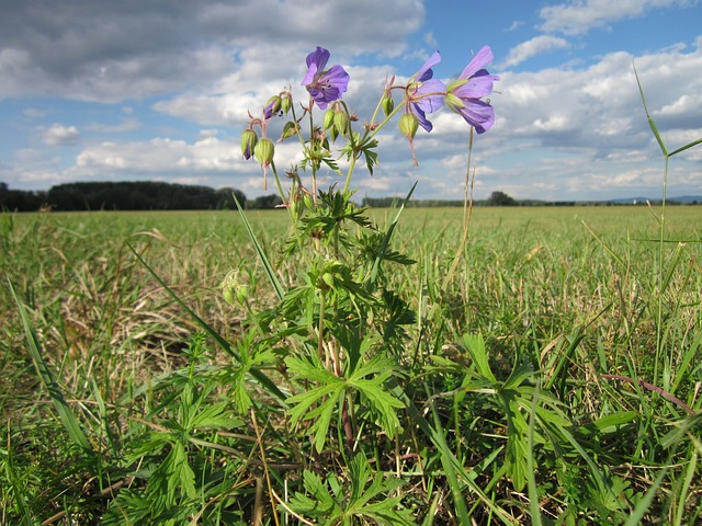 老鹳草尾 草甸 Cranesbill 植物群 - 上的免费照片
