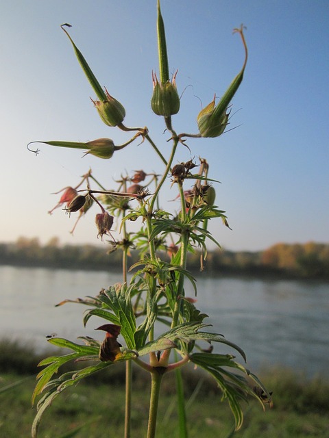 老鹳草尾 草甸 Cranesbill 植物群 - 上的免费照片